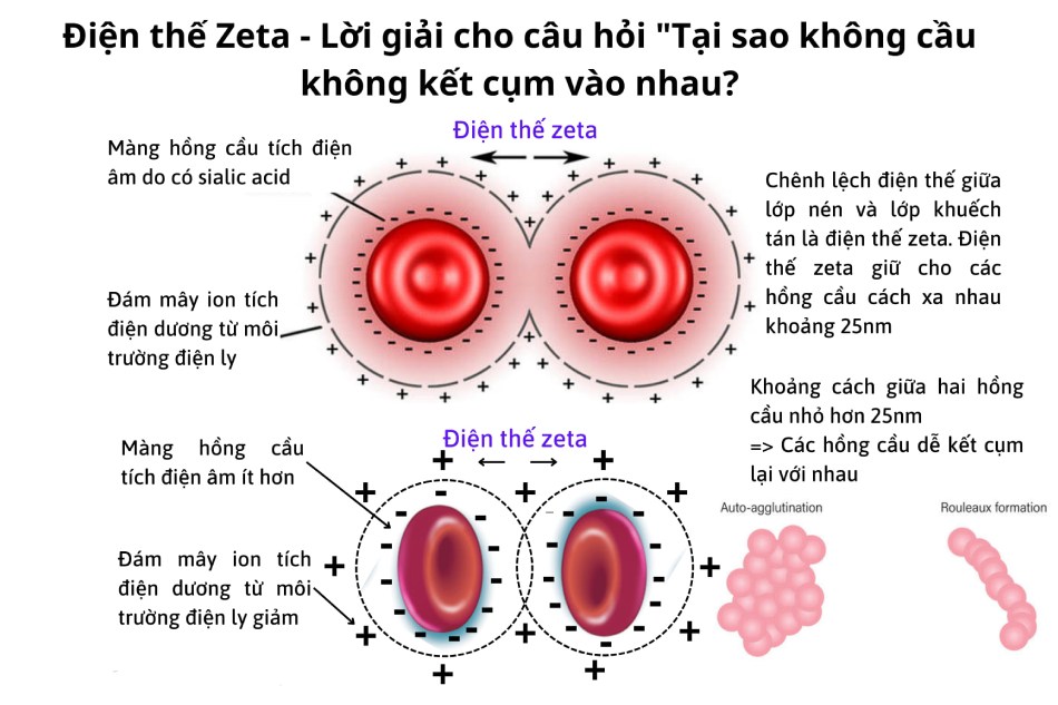 Điện thế Zeta - Lời giải cho câu hỏi "Tại sao không câu không kết cụm vào nhau?