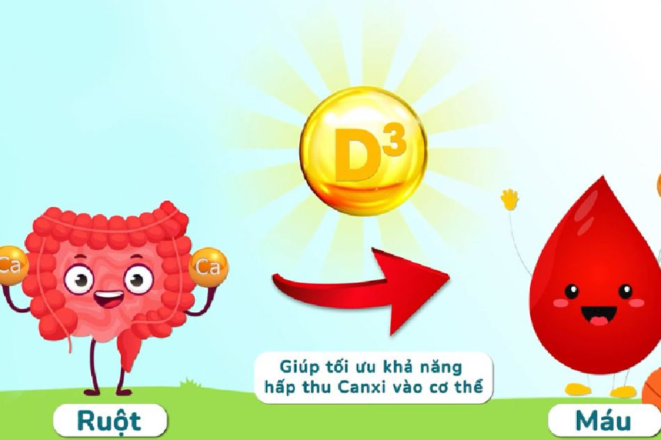 Vitamin D3 giúp hấp thu canxi tốt hơn